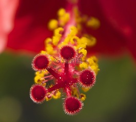 花,雄蕊,雌蕊