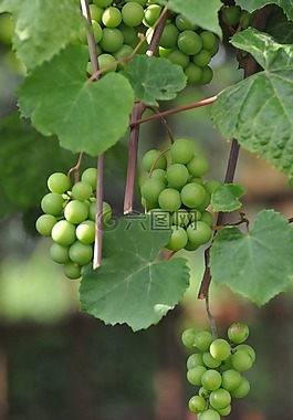 葡萄,绿色