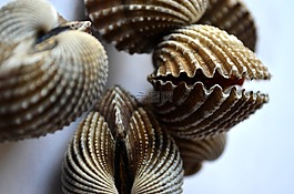 贻贝,贝壳,海上生活