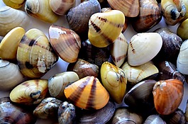 贻贝,贝壳,海上生活