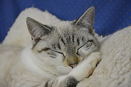 猫,睡觉的猫,头猫