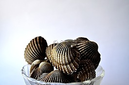 贻贝,贝壳,海上生活