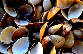 贻贝,贝壳,海上生活