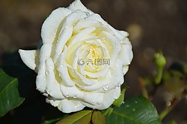 鲜花,玫瑰,玫瑰绽放