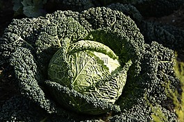 萨沃伊,萨沃伊白菜,科尔