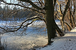 wintersee,树,性质
