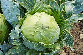 科尔,白菜,绿色