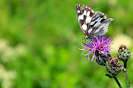 蝴蝶,绿色,自然