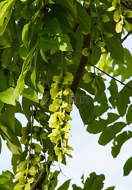 翼形螺母,吊舱,fluegelfruechte