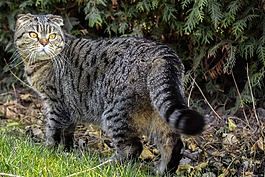 猫,苏格兰运动协会折,审查