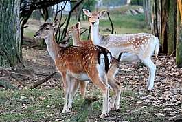 鹿,野生,休耕鹿