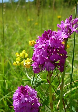 pyramidenwurz,anacamptis pyramidalis,德国兰花