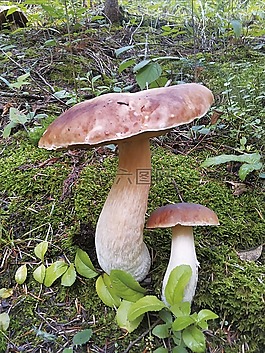 蘑菇,性质,牛肝菌