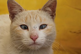 猫,斜视,黄色