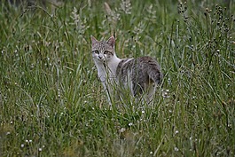 猫,猫科动物,动物