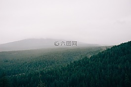 森林,雾,有雾