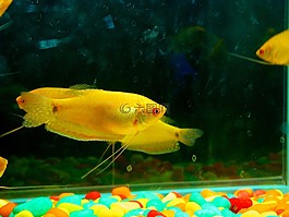 鱼,黄色,水族馆