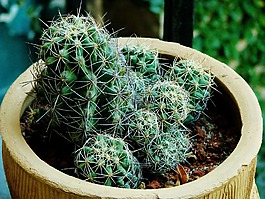 仙人掌,植物,盆花