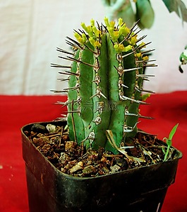 仙人掌,盆花,小