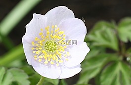 helleborus sp,hellebores,园艺