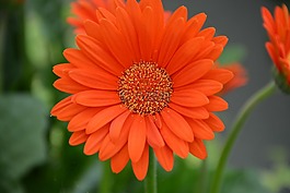 花,红色橙色,花瓣