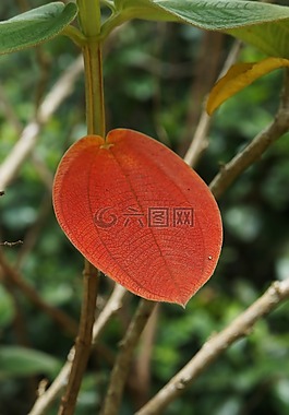 粉红色的花,玫瑰,ro
