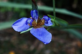 粉红色的花,玫瑰,ro