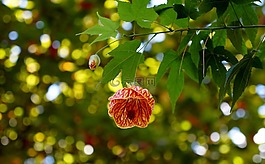 粉红色的花,玫瑰,ro