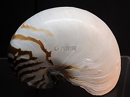 鹦鹉螺庞比,外壳,鹦鹉螺