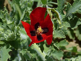 glaucium桐花,花,glaucium