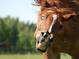 这匹马,konik,愚蠢米娜