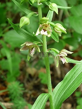 阔叶helleborine,性质,德国兰花