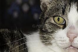 国内猫，近,公共记录,国内的猫