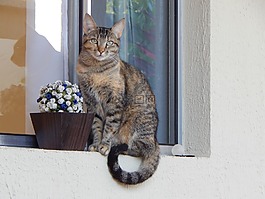 猫,猫科动物,动物