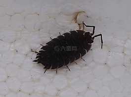 porcellio 膀胱癌,轧,地面 isopod