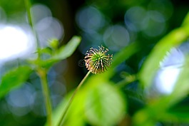 牛蒡,森林,性质