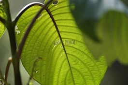 植物,叶,tr