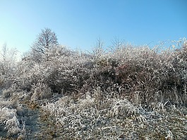 冬天,寒冬,12 月