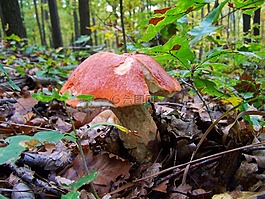 蘑菇,野生蘑菇,性质