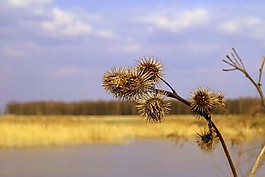 尼龙搭扣,植物,春