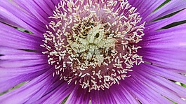 雄蕊,花,自然