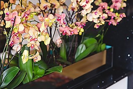 兰花,鲜花,黄色