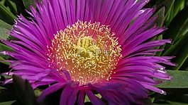 雄蕊,花,自然
