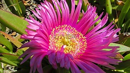 雄蕊,花,自然