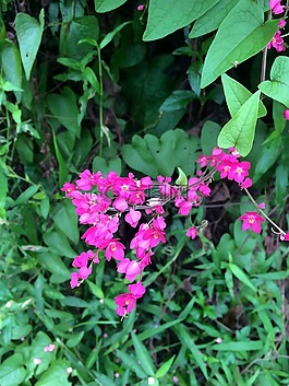 虎獅,鮮花,粉紅色