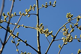 猫柳,沙柳,柳絮
