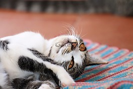 小猫,猫科动物,动物