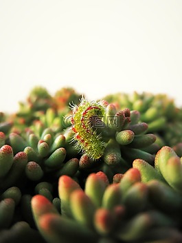 毛虫,景天,绿色