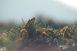 植物,枝杈,嫩枝