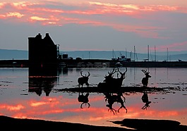 lochranza,雅兰的岛,城堡